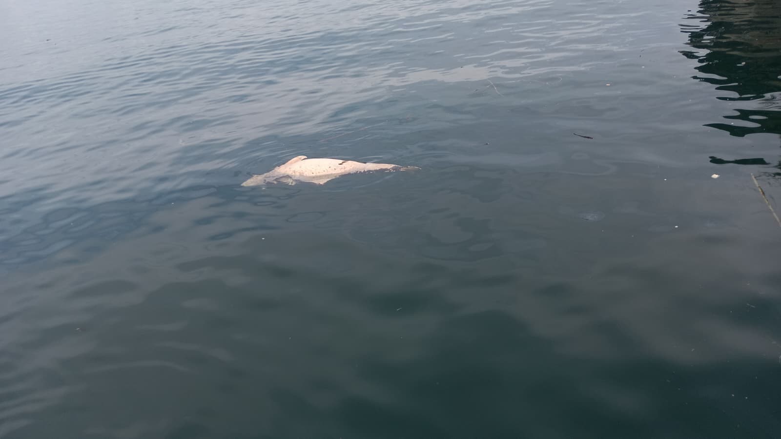 Kocaeli'nin Karamürsel ilçesinde kıyıya yakın bir noktada, su yüzeyinde çürümekte