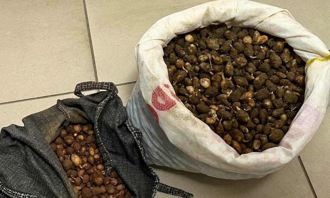 Kocaeli’nin Gebze ilçesinde doğadan izinsiz şekilde salep orkidesi yumrusu toplayan