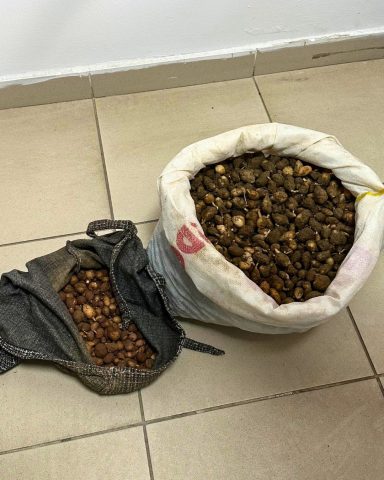 Kocaeli’nin Gebze ilçesinde doğadan izinsiz şekilde salep orkidesi yumrusu toplayan