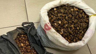 Kocaeli’nin Gebze ilçesinde doğadan izinsiz şekilde salep orkidesi yumrusu toplayan