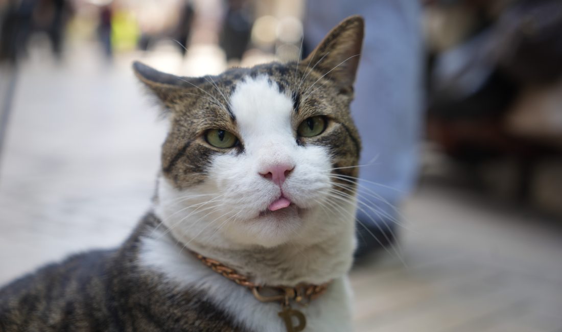 İzmit’te 7 yıl önce sokak köpeklerinin saldırısından ağır yaralı kurtulan