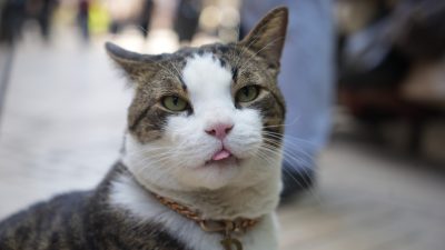 İzmit’te 7 yıl önce sokak köpeklerinin saldırısından ağır yaralı kurtulan