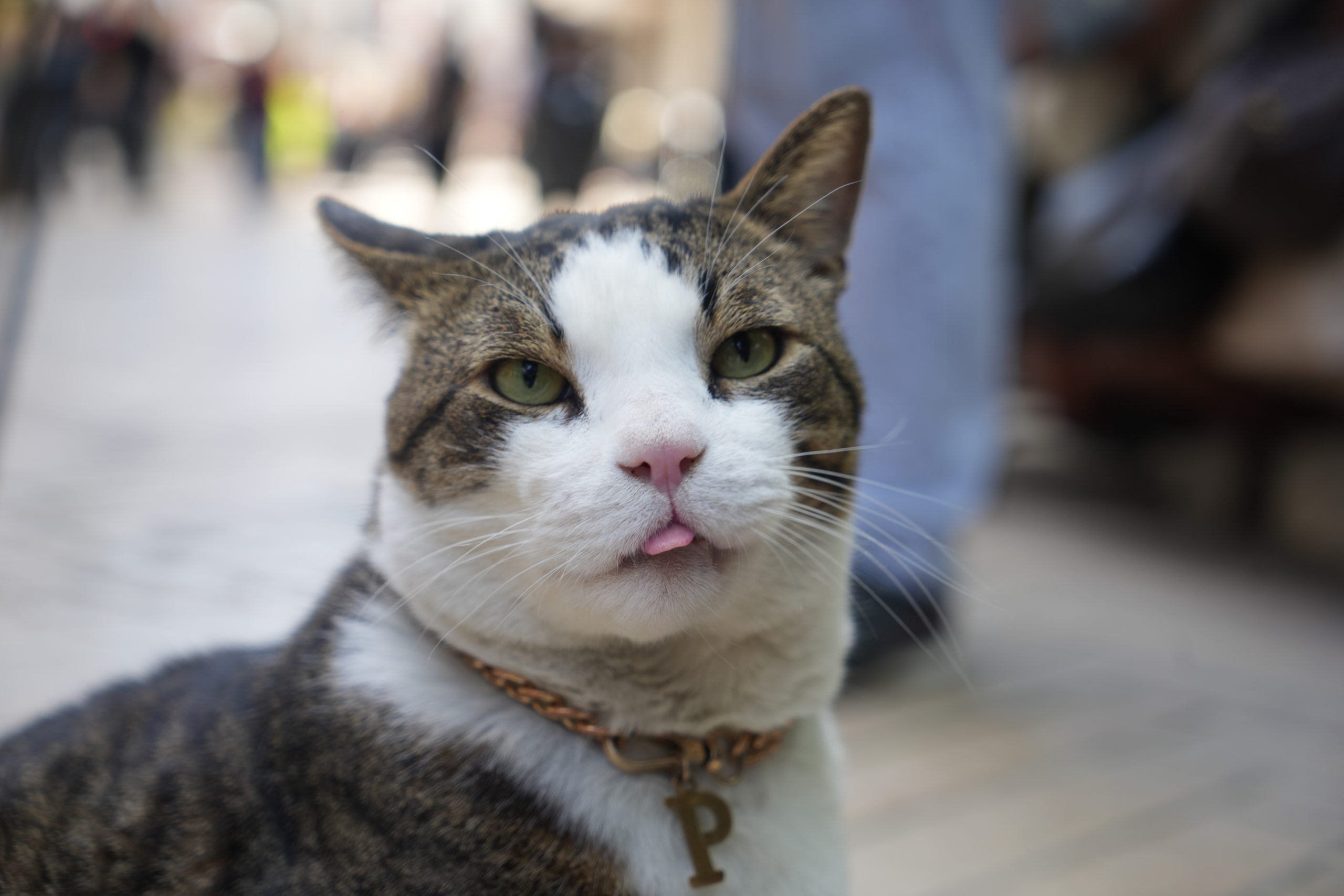 İzmit’te 7 yıl önce sokak köpeklerinin saldırısından ağır yaralı kurtulan