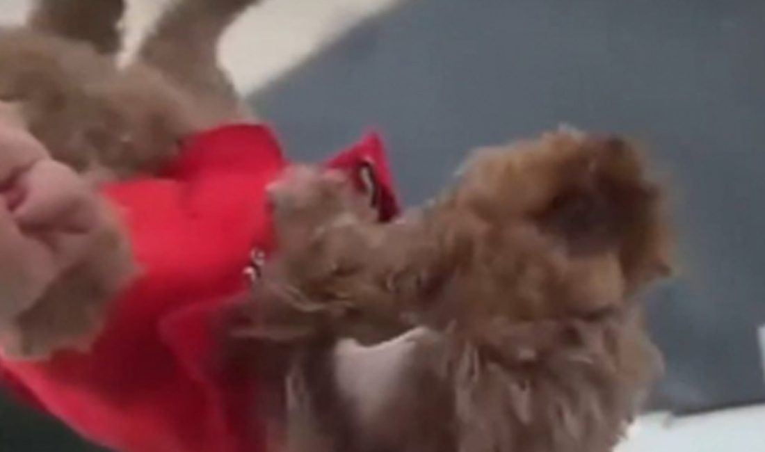İstanbul Başakşehir'de bir köpeği camdan sarkıtarak korkutan kadın o anları