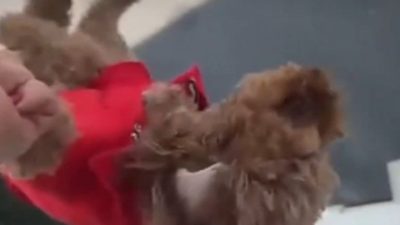 İstanbul Başakşehir'de bir köpeği camdan sarkıtarak korkutan kadın o anları