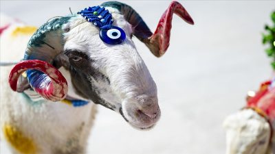 Tarımsal Üretim ve Küçükbaş Yetiştiricileri Genel Merkezi (TÜRKYED) Genel Başkanı