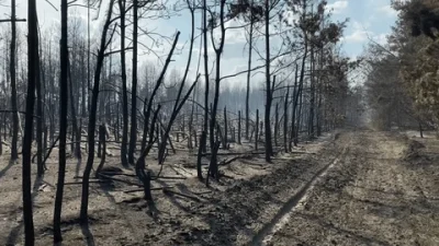 Kahramanmaraş’ta piknik yaparken eğlence amaçlı atılan bir torpil, 92 hektarlık