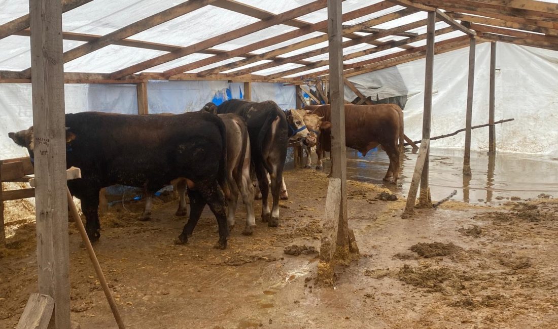 Kocaeli'nin Başiskele ilçesinde doluluk oranı yüzde 99'a ulaşan Yuvacık Barajı'nda