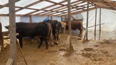 Kocaeli'nin Başiskele ilçesinde doluluk oranı yüzde 99'a ulaşan Yuvacık Barajı'nda