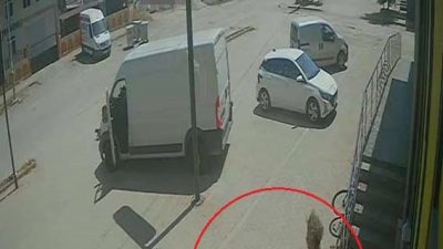 Antalya’nın Konyaaltı ilçesinde, sokakta kendi halinde yatan kedi ve köpeğe