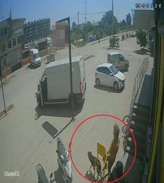 Antalya’nın Konyaaltı ilçesinde, sokakta kendi halinde yatan kedi ve köpeğe
