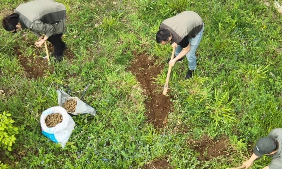 Kocaeli’de nesli tehlike altında bulunan salep orkidelerinin izinsiz toplanması üzerine
