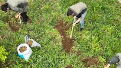 Kocaeli’de nesli tehlike altında bulunan salep orkidelerinin izinsiz toplanması üzerine