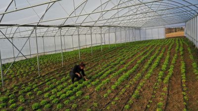 Kocaeli'de kaliteli mahsul ve yüksek verim elde edilmesi amacıyla çiftçilere