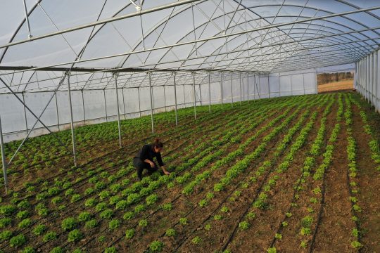 Kocaeli'de kaliteli mahsul ve yüksek verim elde edilmesi amacıyla çiftçilere