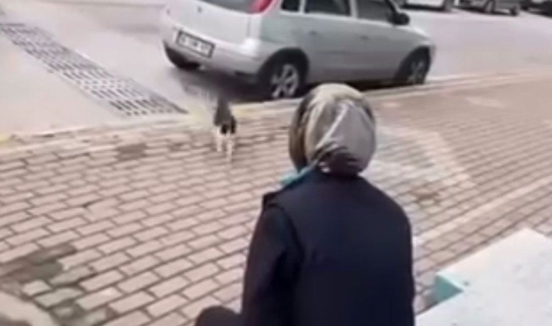 Karamürsel’de bir market çalışanının sokak kedisinin yüzüne yağ sökücü sıktığı