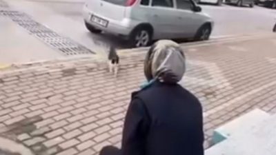 Karamürsel’de bir market çalışanının sokak kedisinin yüzüne yağ sökücü sıktığı