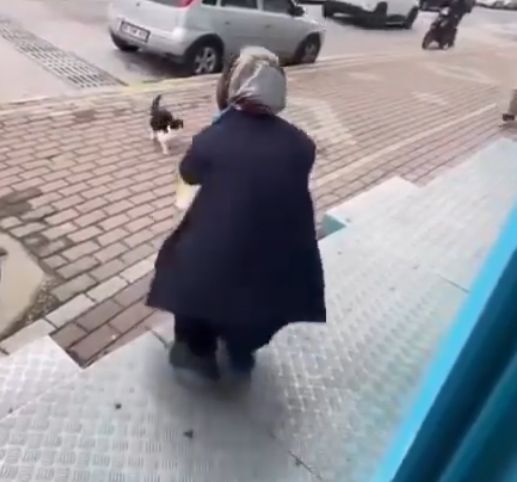 Kocaeli’nin Karamürsel ilçesinde bir zincir market çalışanının sokak kedisine yağ
