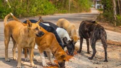 İçişleri Bakanı Mustafa Çiftçi, sokak köpekleri konusunda dikkat çeken bir