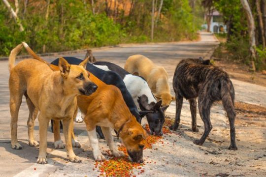 İçişleri Bakanı Mustafa Çiftçi, sokak köpekleri konusunda dikkat çeken bir