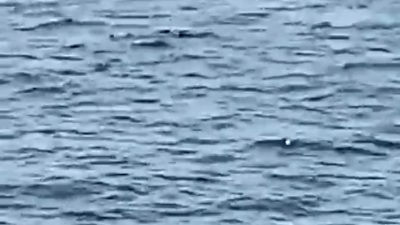 Kocaeli'nin Gebze ilçesi Eskihisar açıklarında seyir halindeki feribottan denize düşen