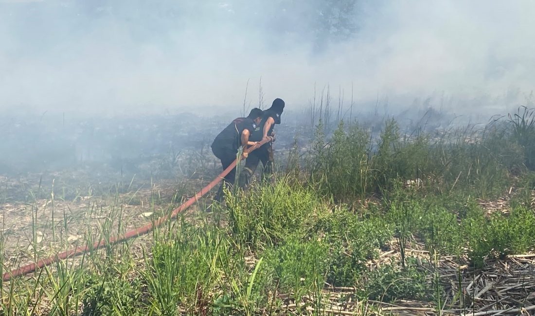 Kocaeli'nin Kartepe ilçesinde bulunan SEKA Kamp Piknik Alanı çevresindeki sazlık