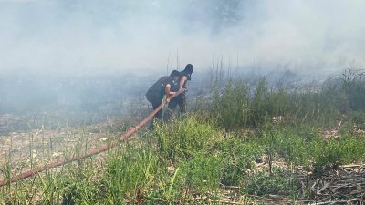 Kocaeli'nin Kartepe ilçesinde bulunan SEKA Kamp Piknik Alanı çevresindeki sazlık
