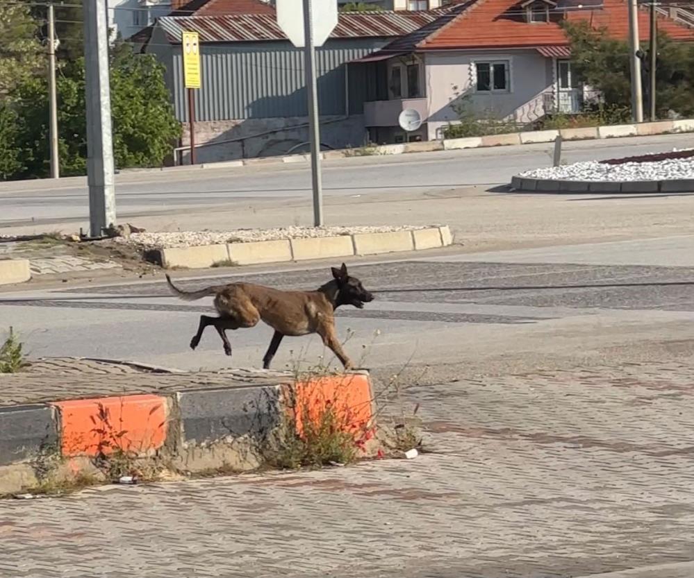 Tekmelere aldırmayan köpek kadının kolunu kopardı