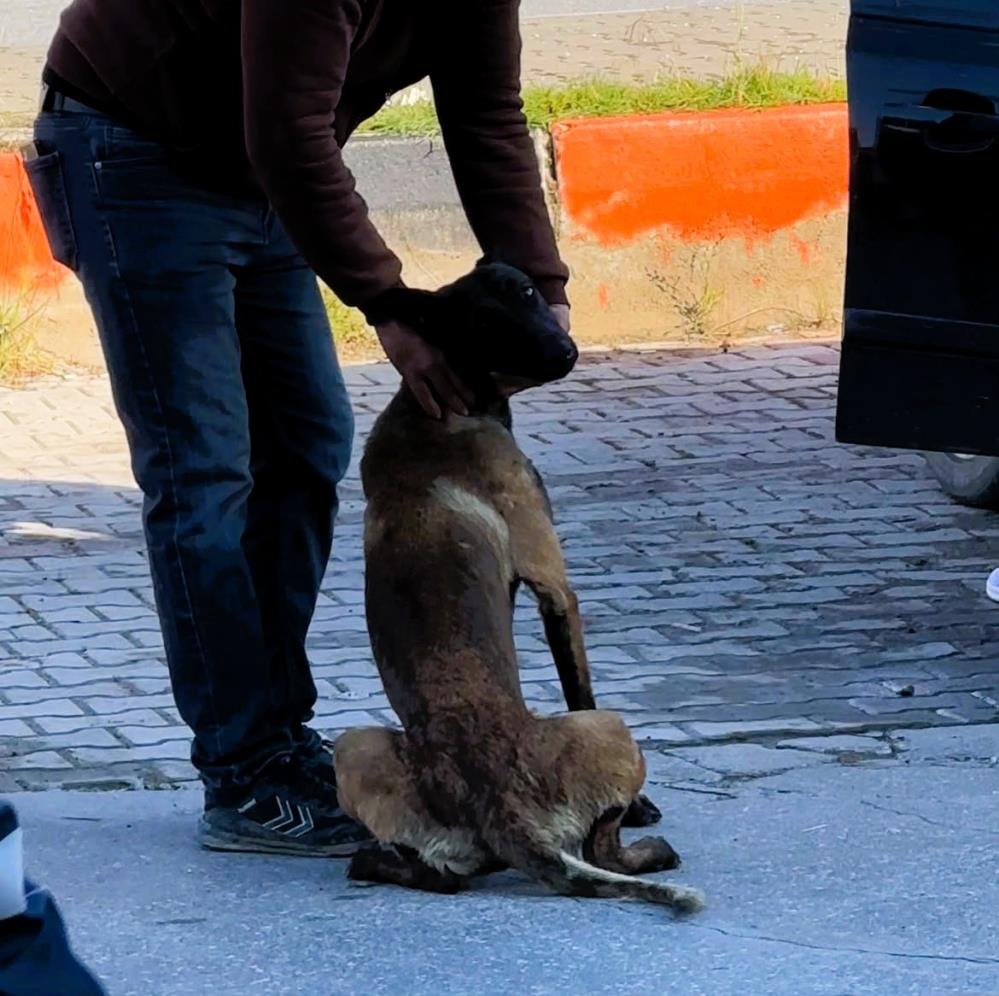 Tekmelere aldırmayan köpek kadının kolunu kopardı