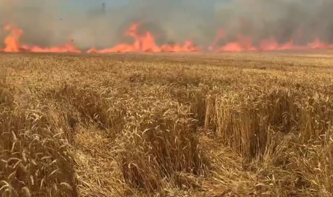 Tekirdağ'ın Süleymanpaşa ilçesinde hasadı yapılmamış bir buğday tarlasında çıkan yangında
