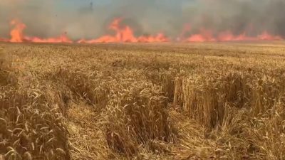 Tekirdağ'ın Süleymanpaşa ilçesinde hasadı yapılmamış bir buğday tarlasında çıkan yangında