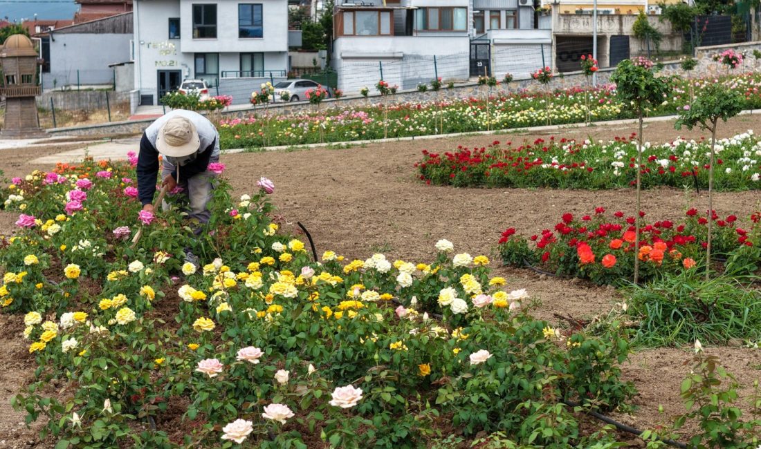 Kocaeli'nin Başiskele ilçesinde 160 farklı çeşitte 15 bin gülün yer