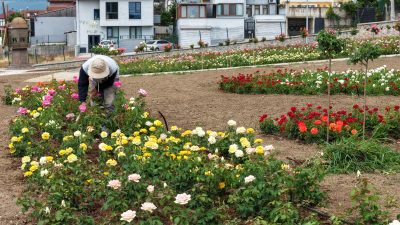Kocaeli'nin Başiskele ilçesinde 160 farklı çeşitte 15 bin gülün yer