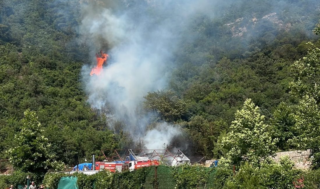 Bursa'da ağaçlık alanda çıkan yangın paniğe neden oldu. İhbar üzerine