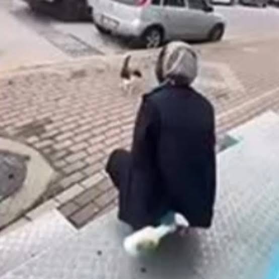 Kocaeli’nin Karamürsel ilçesinde bir sokak kedisinin yüzüne yağ çözücü sıkan