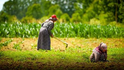 Kocaeli Büyükşehir Belediyesi, son 7 yılda tarım ve hayvancılığı desteklemek