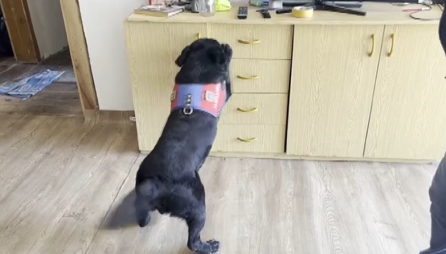 Ünlü oyuncu ve yönetmen Ezel Akay'ın evine baskın: Ekipler bile şaşkına döndü!