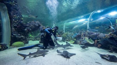 Kocaeli Körfez Aqua'da dalgıçların köpek balıklarını hedef besleme yöntemiyle elleriyle