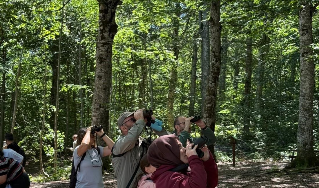 Kocaeli'nin Kartepe ilçesinde düzenlenen kuş gözlem etkinliğinde, Avrupa'nın en büyük
