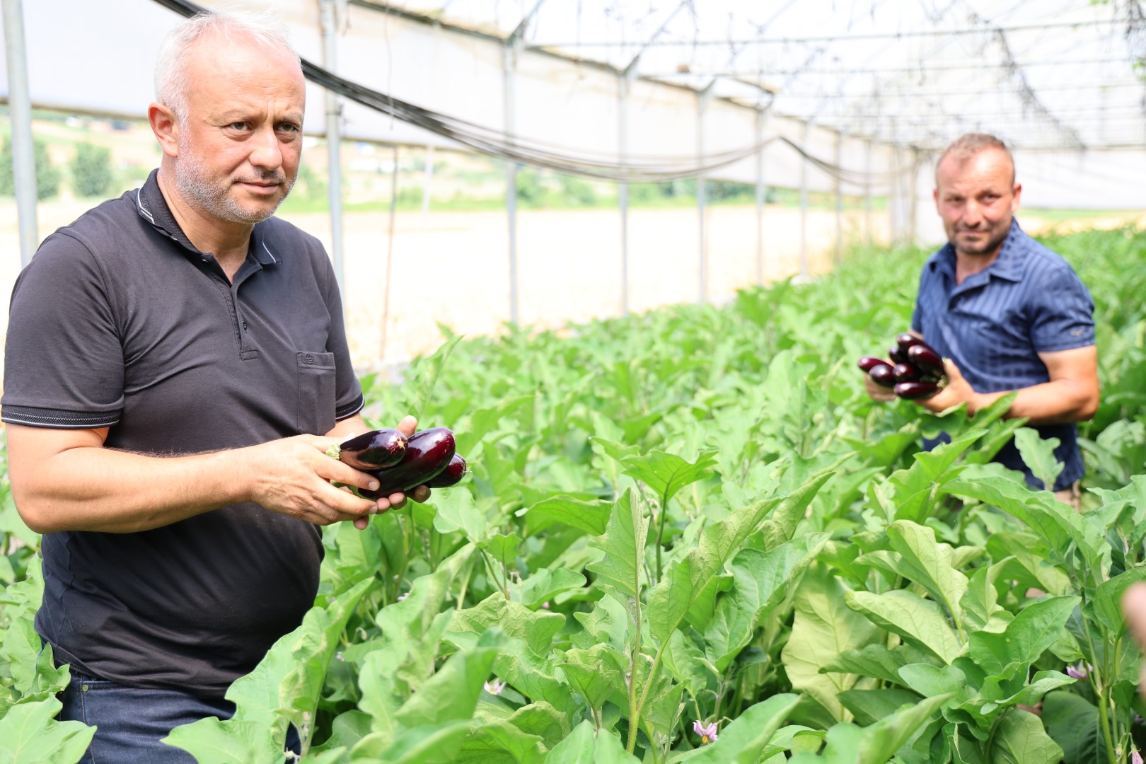 Üreticiler hem kalite hem verimde artıştan memnun; Büyükşehir’in sera desteği üretime güç kattı