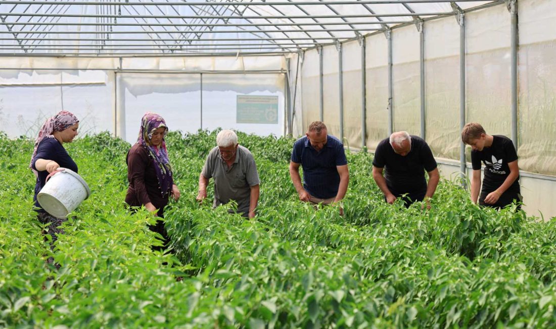 Kocaeli Büyükşehir Belediyesi’nin yüzde 50 hibeli, anahtar teslim modern sera