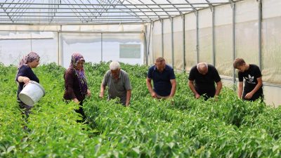 Kocaeli Büyükşehir Belediyesi’nin yüzde 50 hibeli, anahtar teslim modern sera