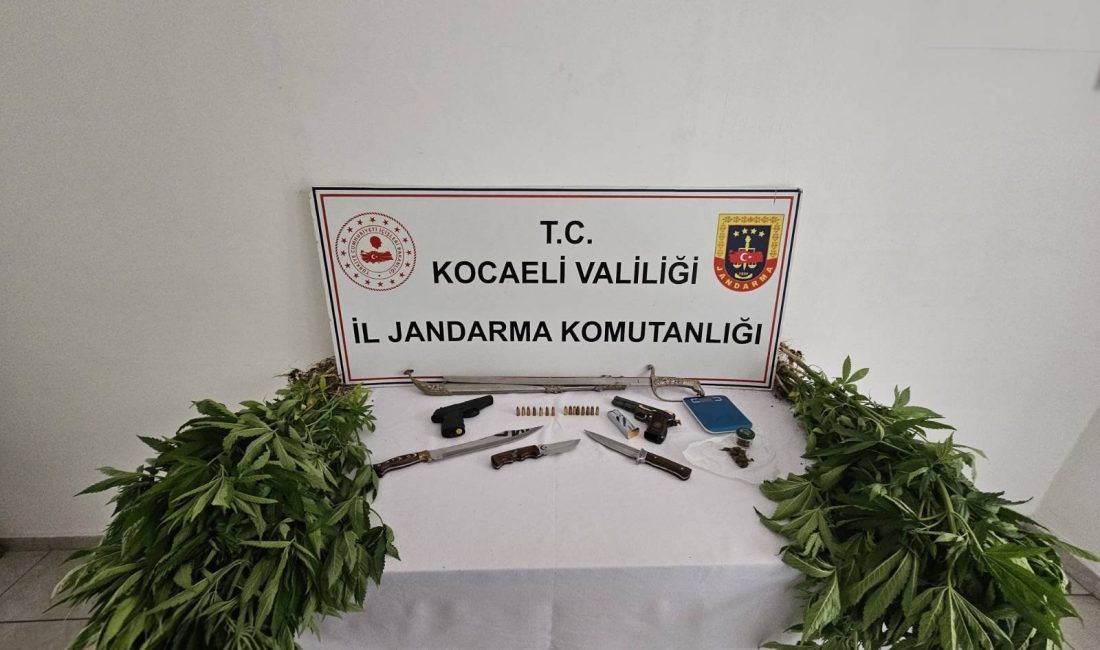 Kocaeli'nin Karamürsel ilçesinde jandarmanın düzenlediği uyuşturucu operasyonunda 66 kök kenevir,