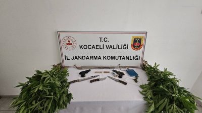Kocaeli'nin Karamürsel ilçesinde jandarmanın düzenlediği uyuşturucu operasyonunda 66 kök kenevir,