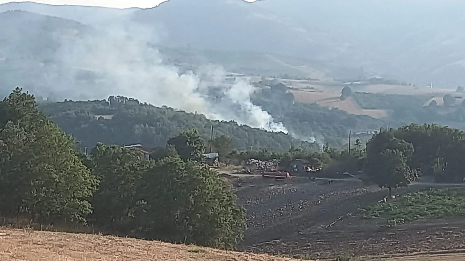 Son dakika... Kocaeli'de orman yangını