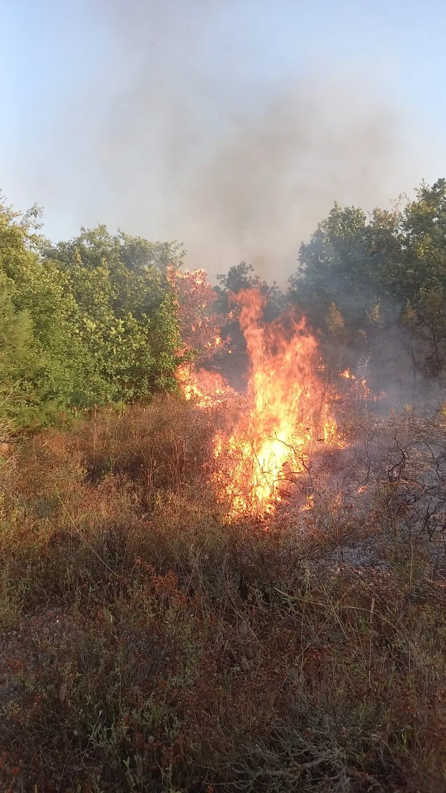 Son dakika... Kocaeli'de orman yangını