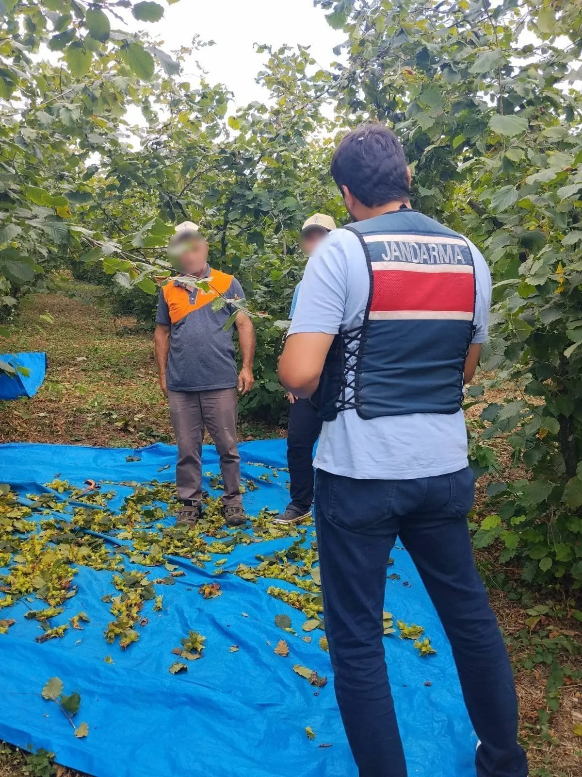 Kocaeli'de jandarma tarlaları ablukaya aldı