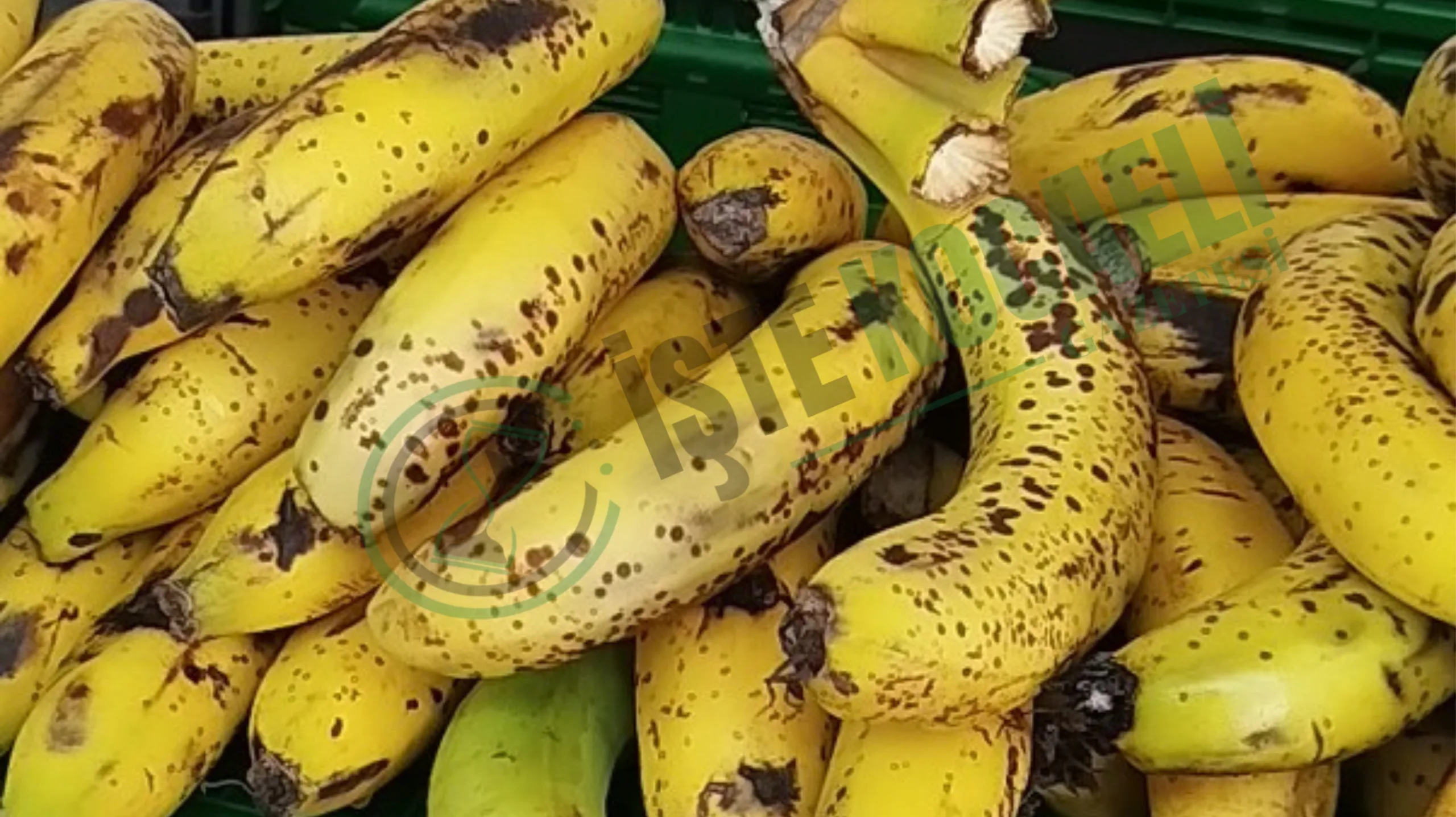 Kocaeli'nin İzmit ilçesinde faaliyet gösteren bir zincir market şubesinde reyonlara