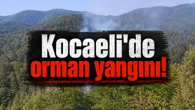 Kocaeli’nin Başiskele ilçesine bağlı Serindere Mahallesi’nde bulunan ormanlık alanda henüz