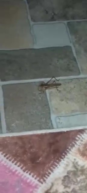 Kocaeli'de uzman isimden çekirge istilası açıklaması